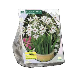 Baltus Bodemverbeteraars>Acidanthera Bicolor per 30