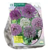 Baltus Bodemverbeteraars>Allium mix Paars Wit per 15