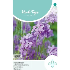 Horti Tops Moestuin>Damastbloem violet