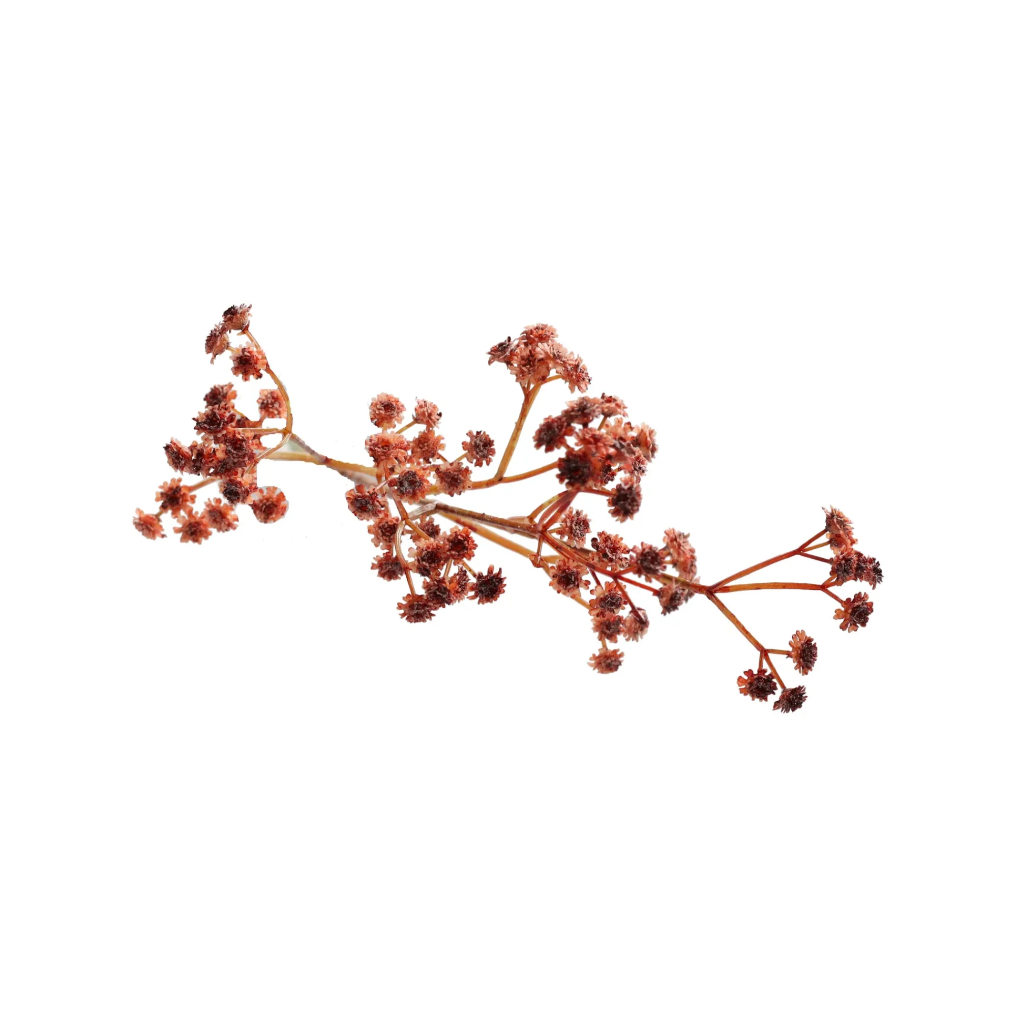 Boltze home Kunstplanten En Kunstbloemen>Decoratieve tak bruidssluier 60 cm 2 assorti