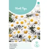Horti Tops Moestuin>Lage Margriet Silver Princess