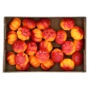 O'malley Woondecoratie>Pompoen mini mix