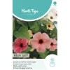 Horti Tops Moestuin>Suzanne-met-de-mooie-ogen African Sunset