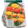 Baltus Bodemverbeteraars>Tulipa Dubbel Laat Sunlover per 12
