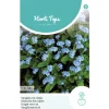 Horti Tops Moestuin>Vergeet-me-nietje Blue Ball