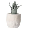 O'malley Kunstplanten En Kunstbloemen>Vetplant decoratie 8 cm diverse uitvoeringen