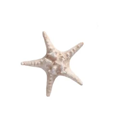 Natural Collections Woondecoratie>Zeester 19 cm 2 assorti